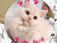 Значок Cats 000363