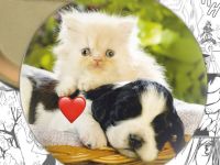 Значок Cats 000366