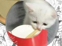 Значок Cats 000505