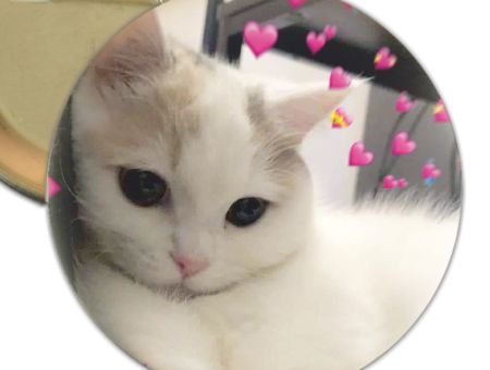 Значок Cats 000254